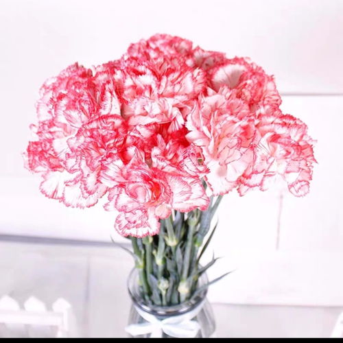 康乃馨 三八节的温情献礼，从基地到家居的艺术绽放