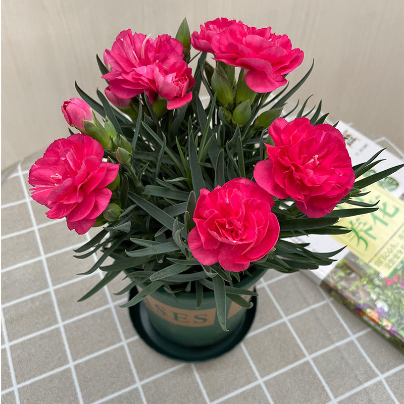 康乃馨盆栽 四季开花的室内外装饰与暖心好礼