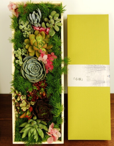 有一种多肉叫做“别人的多肉”——礼品花卉中的独特风景